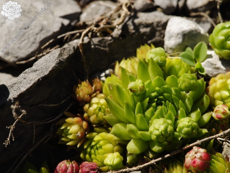 globiferum ssp. hirtum (preissianum) from Raptawicka Grań