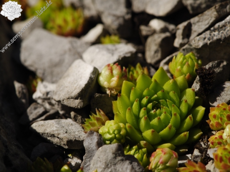 globiferum ssp. hirtum (preissianum) from Raptawicka Grań