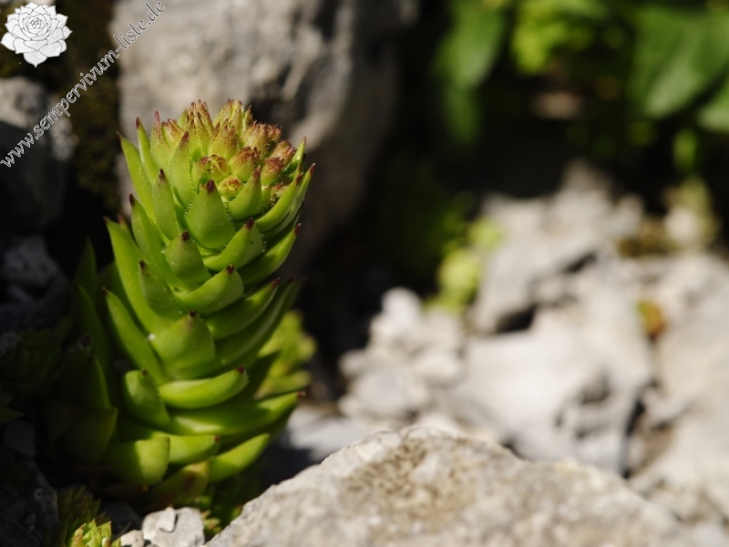globiferum ssp. hirtum (preissianum) from Raptawicka Grań
