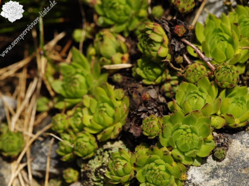 montanum ssp. carpathicum from Kresanica 