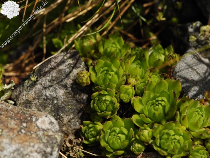montanum ssp. carpathicum from Kresanica 