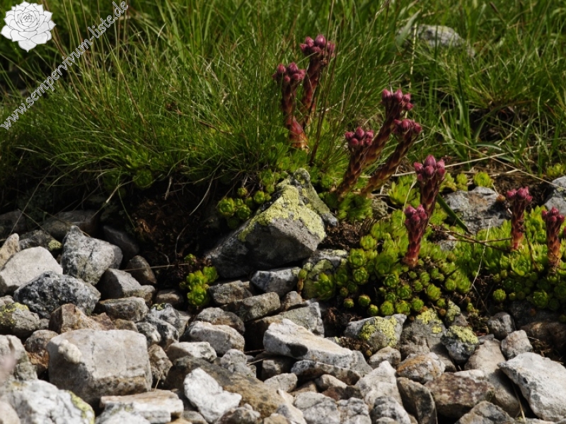 montanum ssp. carpathicum from Kresanica 