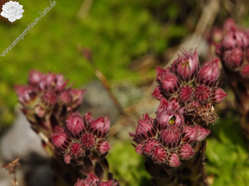 montanum ssp. carpathicum from Kresanica 