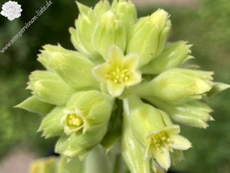 Blüte 