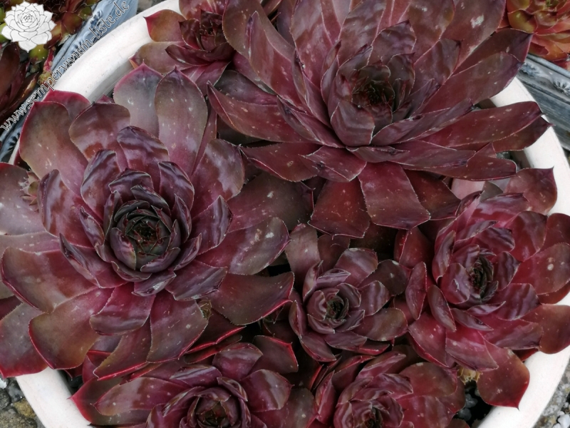 Marsala
