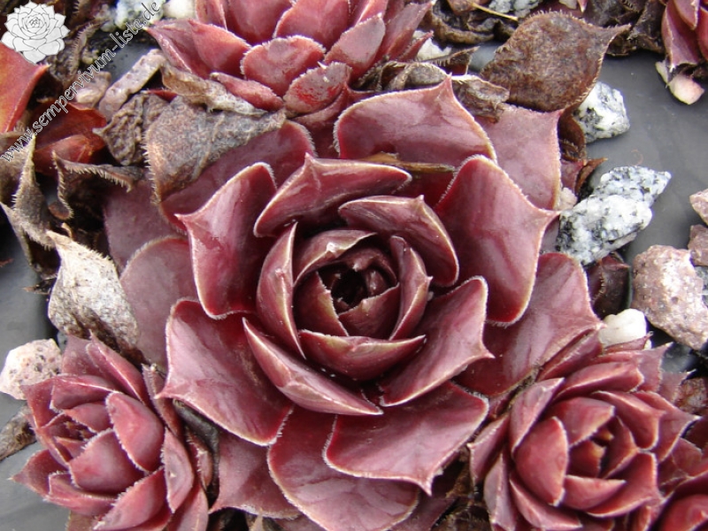 Sport der instabilen Sorte