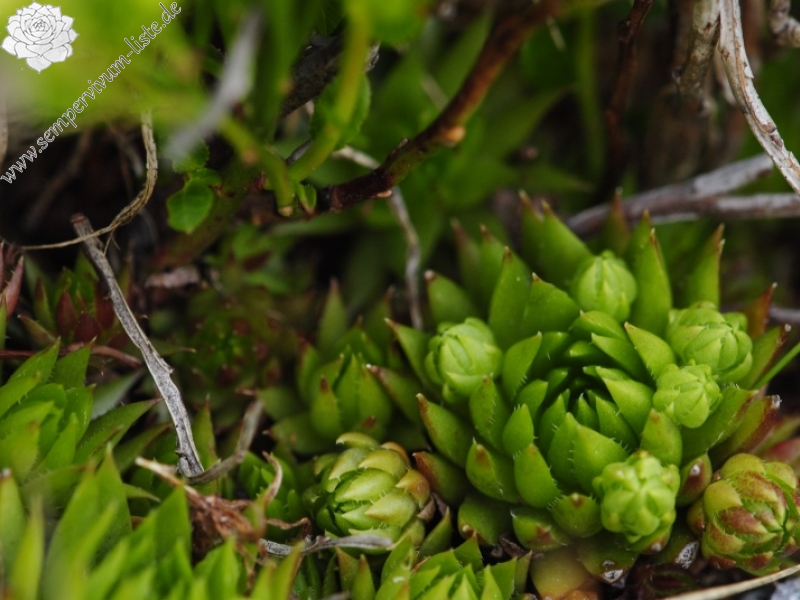 globiferum ssp. hirtum (preissianum) from Ráztoka, W Abhang
