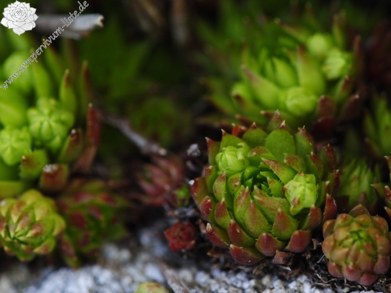 globiferum ssp. hirtum (preissianum) from Ráztoka, W Abhang