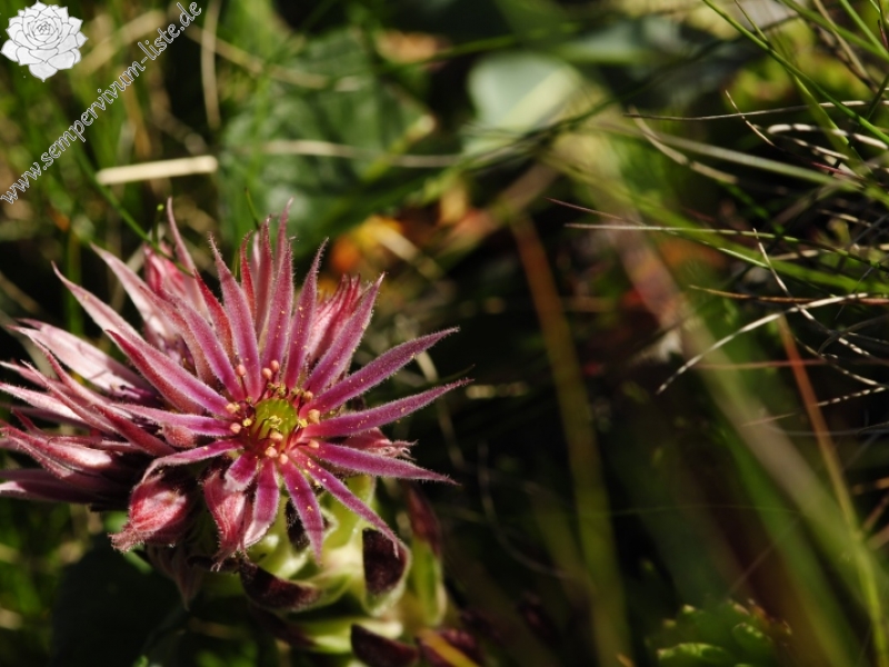 montanum ssp. carpathicum from Klin, SW Abhang