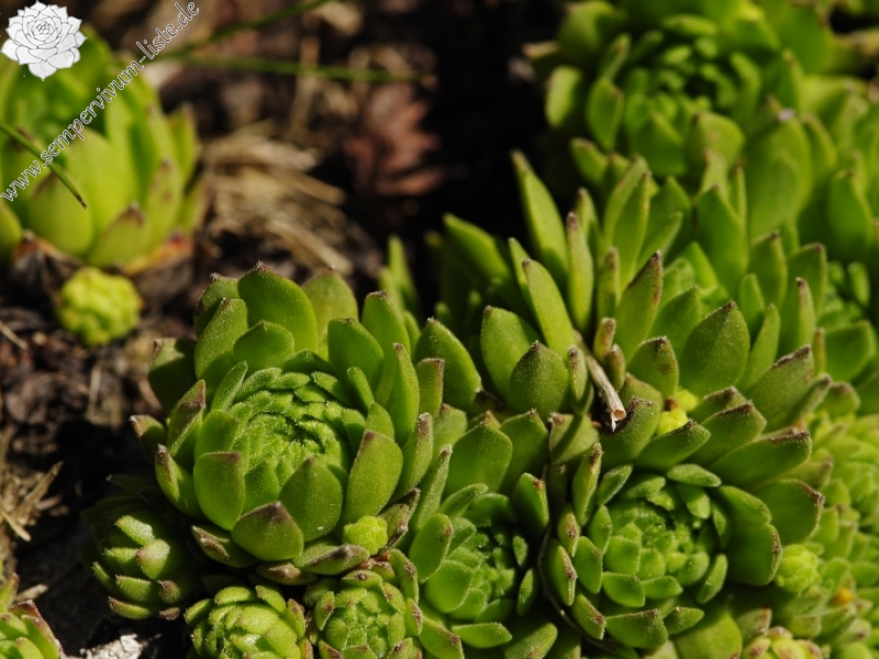 montanum ssp. carpathicum from Klin, SW Abhang