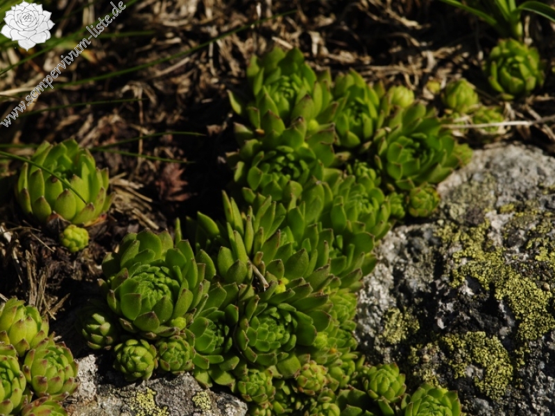 montanum ssp. carpathicum from Klin, SW Abhang