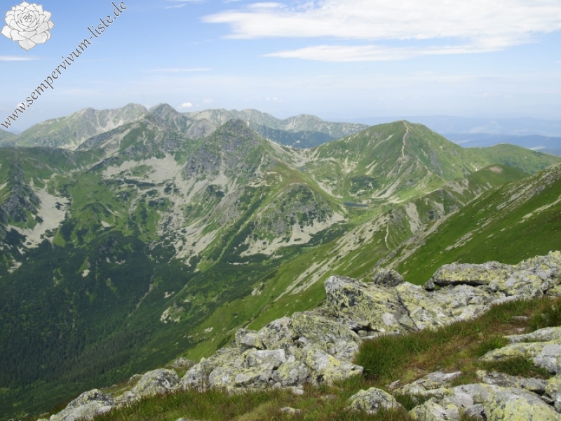 montanum ssp. carpathicum from Jakubina, Gipfel