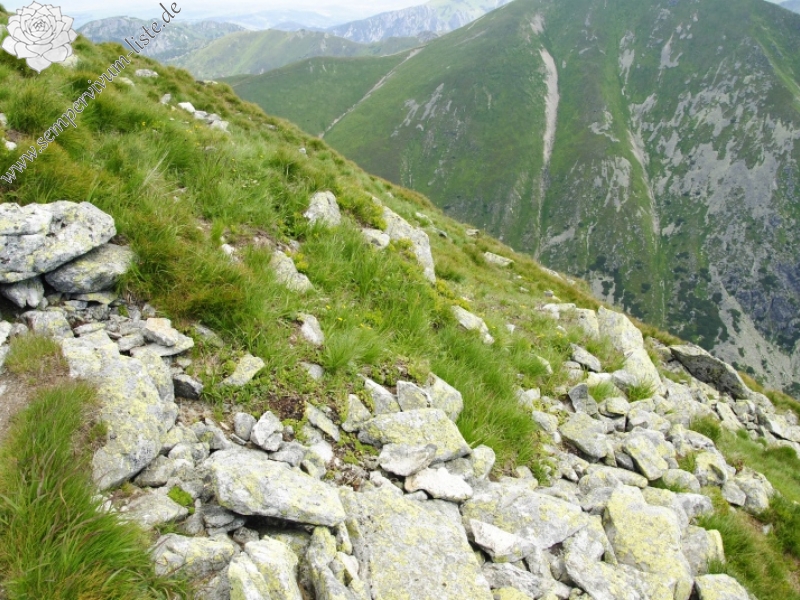 montanum ssp. carpathicum from Jakubina, Gipfel