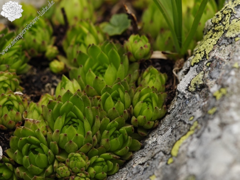 montanum ssp. carpathicum from Jakubina, Gipfel
