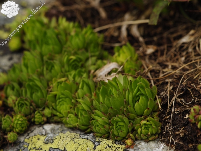 montanum ssp. carpathicum from Jakubina, Gipfel