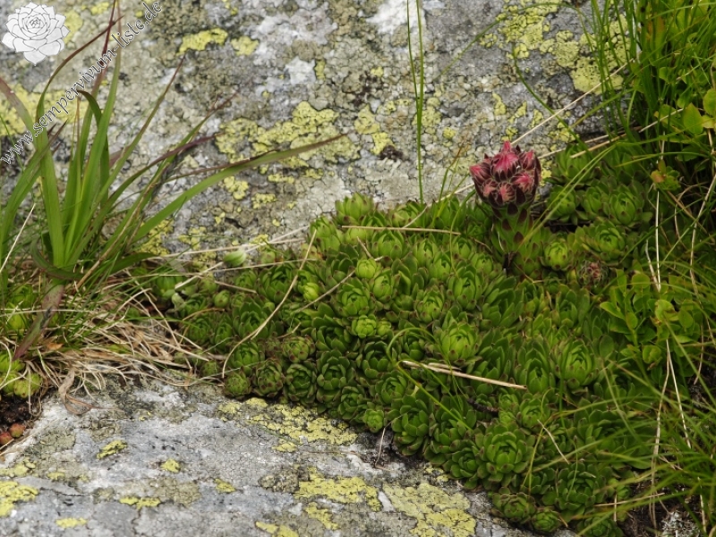 montanum ssp. carpathicum from Jakubina, Gipfel