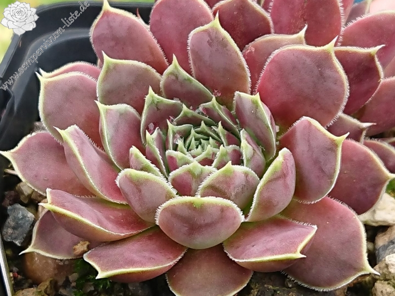 Flower of the Day