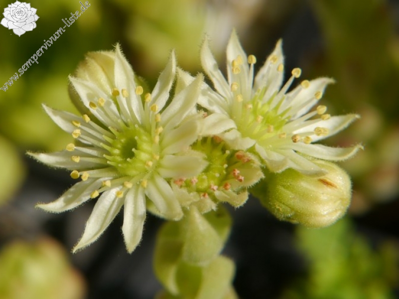 S. furseorum from road Bayburt near Kilicakaya
