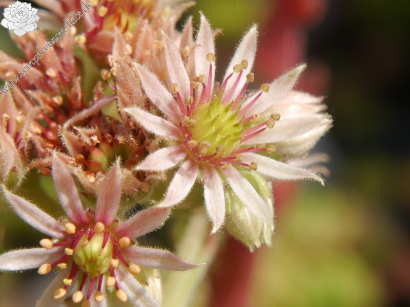 montanum x S. pittonii