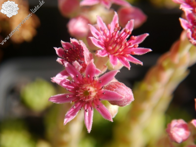 pumilum (dominii)