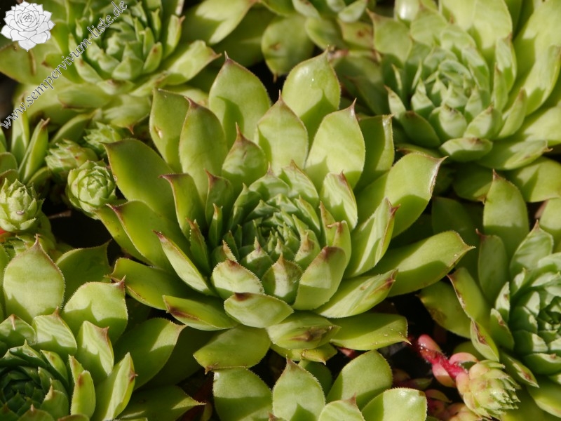 tectorum var. tectorum (alpinum) from Chambara