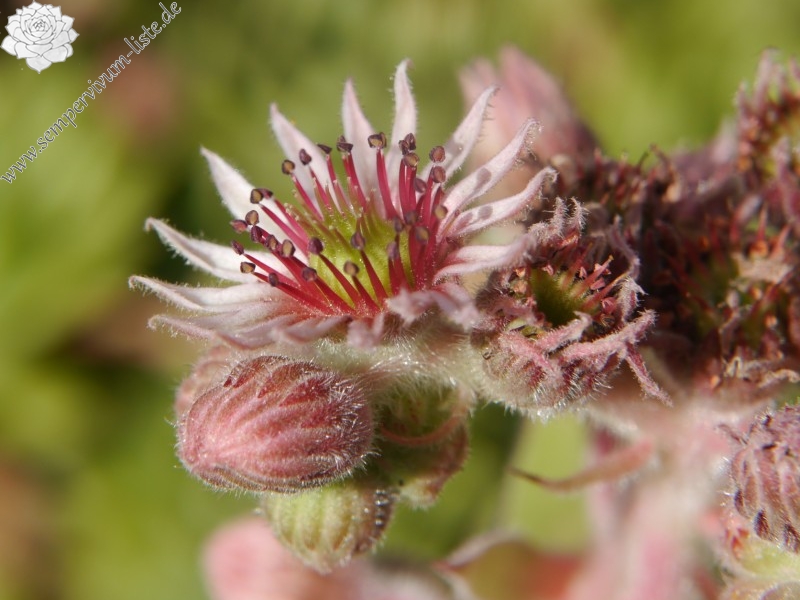 tectorum var. tectorum (alpinum) from Chambara