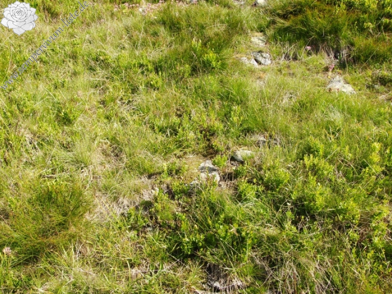 globiferum ssp. hirtum (preissianum) from Široká, S Abhang