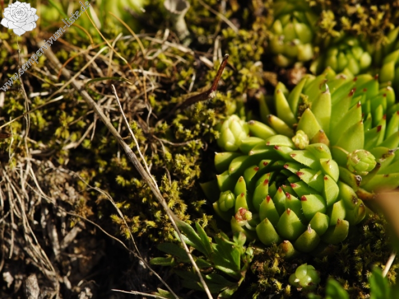globiferum ssp. hirtum (preissianum) from Široká, S Abhang