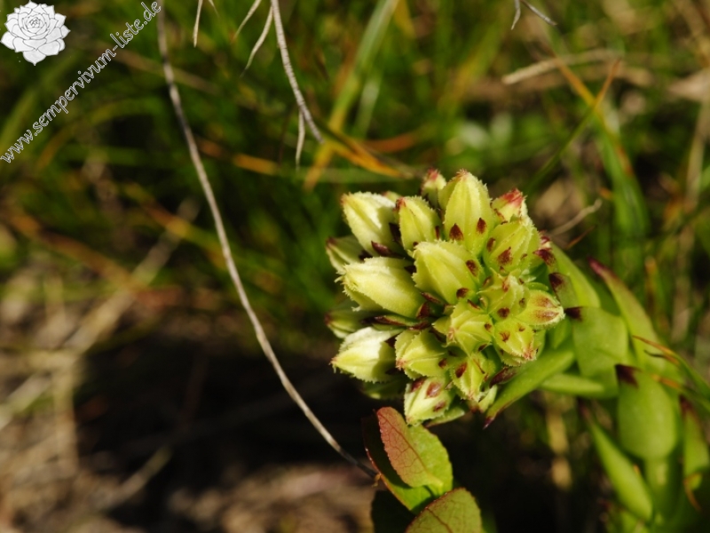 globiferum ssp. hirtum (preissianum) from Široká, S Abhang