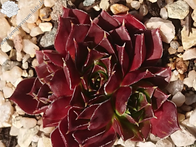 Dame de Coeur