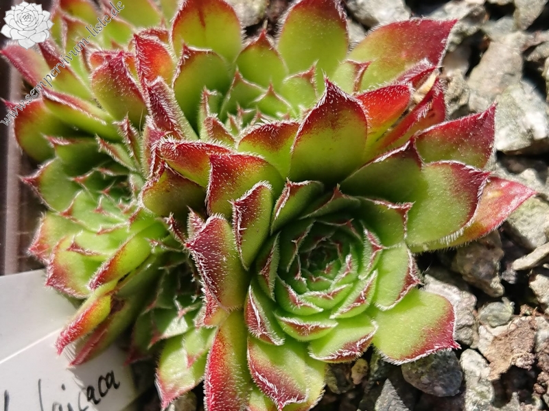 Llulailcaca