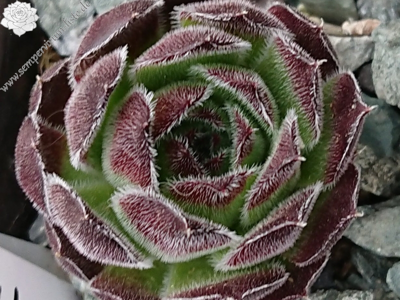 Llulailcaca