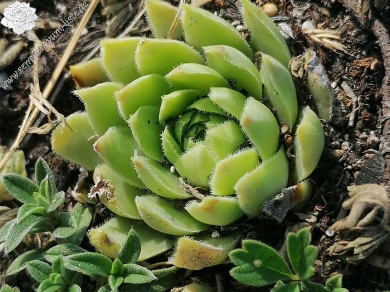 globiferum ssp. hirtum (hirtum) from Csákberény