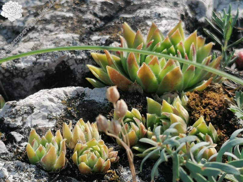 globiferum ssp. hirtum (hirtum) from Csákberény