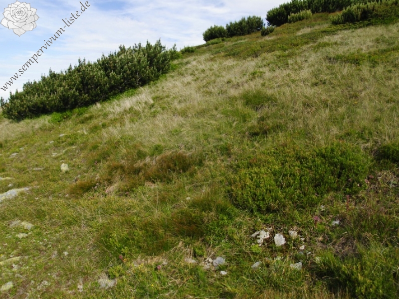 montanum ssp. carpathicum from Široká, S Abhang