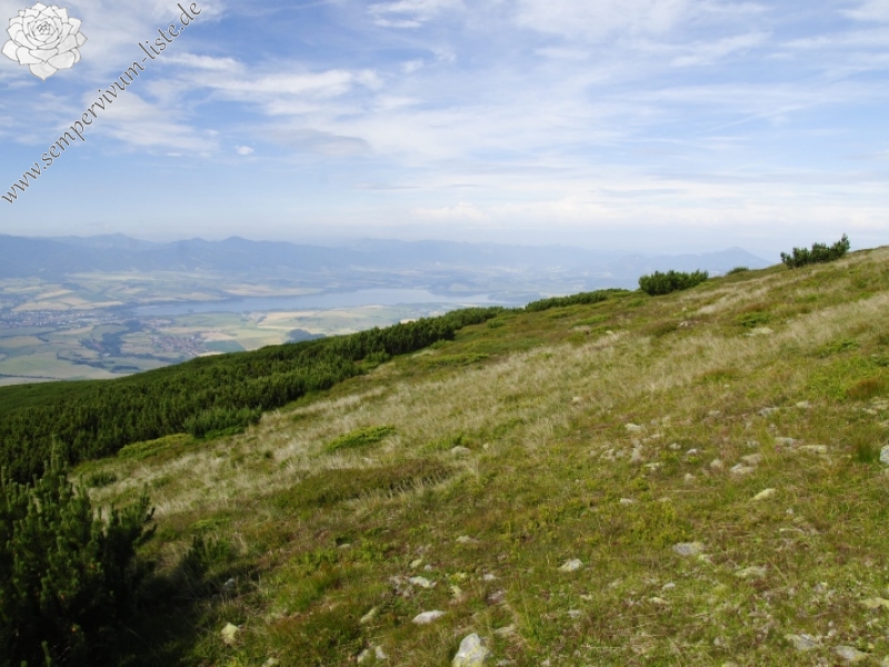 montanum ssp. carpathicum from Široká, S Abhang