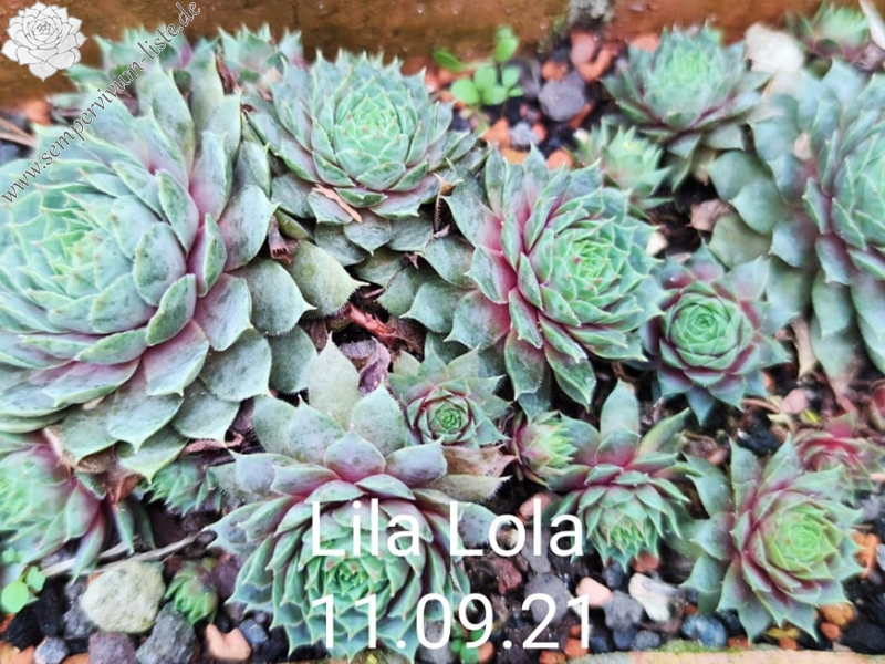 Lila Lola