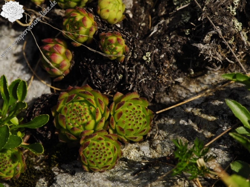 montanum ssp. carpathicum from Široká, S Abhang