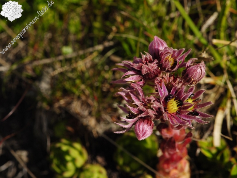 montanum ssp. carpathicum from Široká, S Abhang