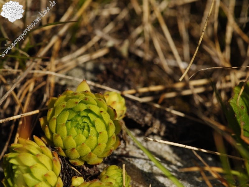 montanum ssp. carpathicum from Široká, S Abhang