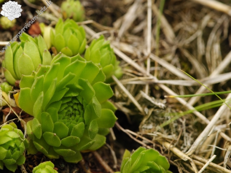 montanum ssp. carpathicum from Parichvost 