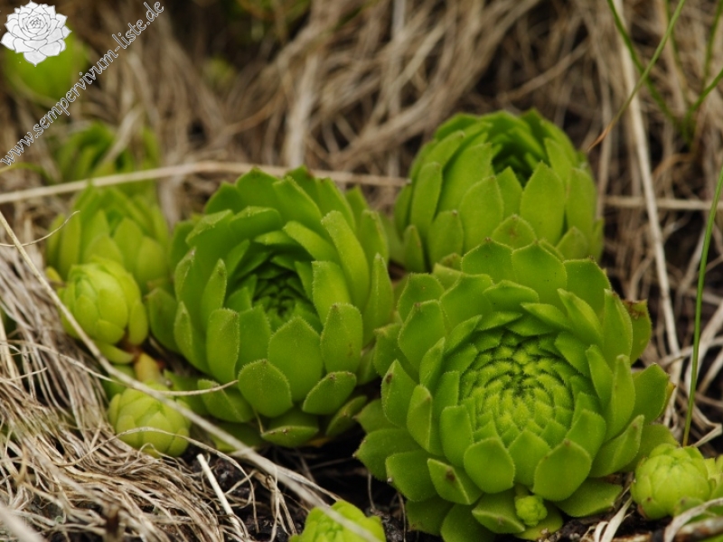 montanum ssp. carpathicum from Parichvost 