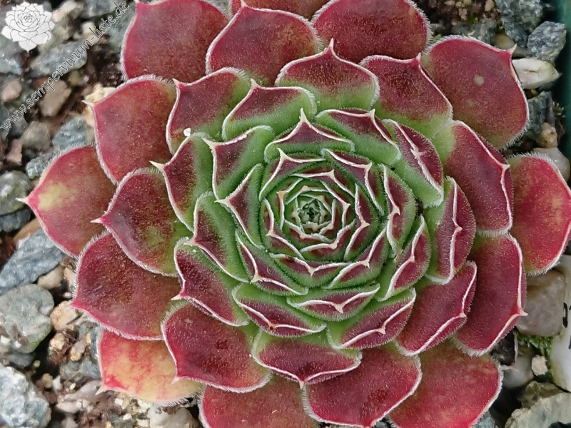 Nursery Ploeger