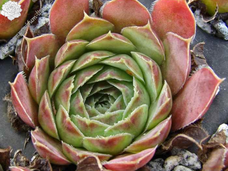 heuffelii (glabrum) from Galičica, Typ A, PH1798