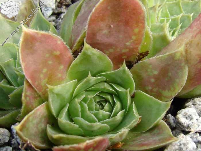 heuffelii (glabrum) from Galičica, Typ A, PH1798