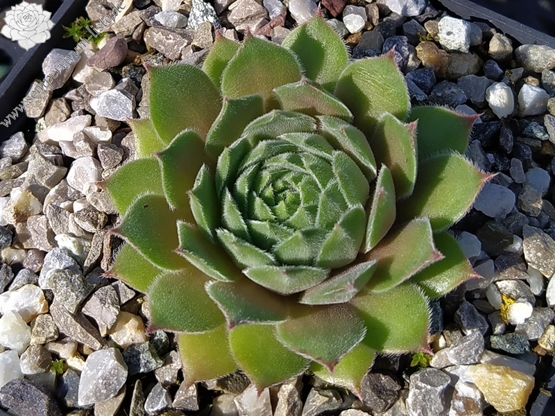 Yellow Citrin