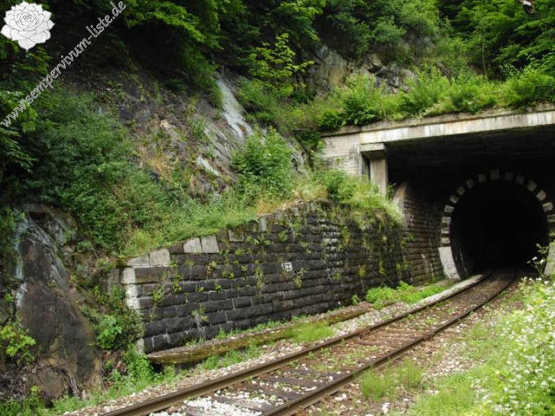 montanum ssp. heterophyllum from Kraľovany, Tunnel