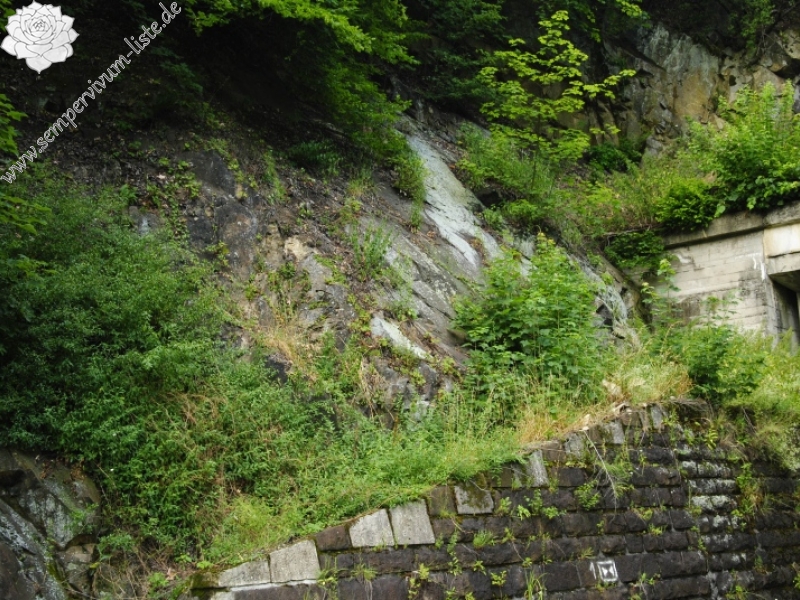 montanum ssp. heterophyllum from Kraľovany, Tunnel