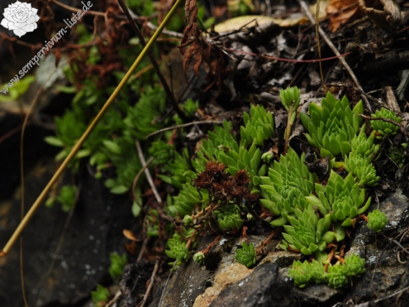 montanum ssp. heterophyllum from Kraľovany, Tunnel