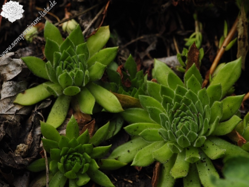 montanum ssp. heterophyllum from Kraľovany, Tunnel